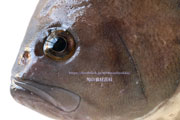 トビハタ,鳶羽太,Triso dermopterus,Oval grouper