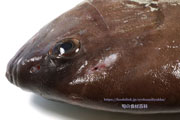 トビハタ,鳶羽太,Triso dermopterus,Oval grouper