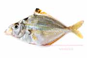 ヒイラギ ヒイラギ, Nuchequula nuchalis