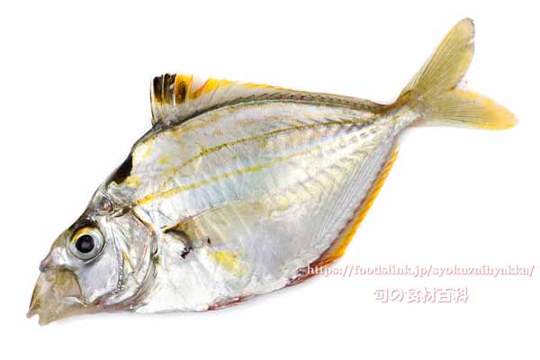 ヒイラギ ヒイラギ, Nuchequula nuchalis