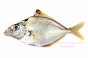 ヒイラギ ヒイラギ, Nuchequula nuchalis