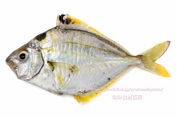 ヒイラギ ヒイラギ, Nuchequula nuchalis