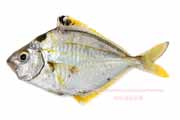 ヒイラギ（ 柊、柊魚） - Nuchequula nuchalis -
