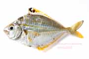 ヒイラギ ヒイラギ, Nuchequula nuchalis