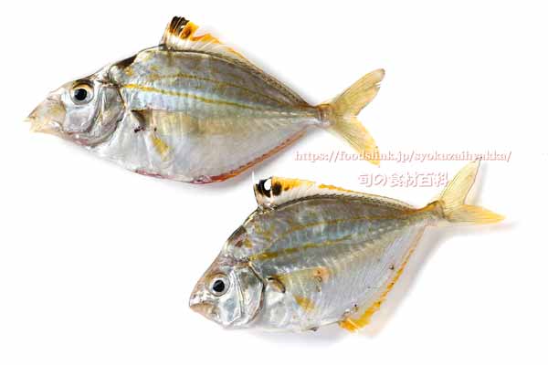 ヒイラギ ヒイラギ, Nuchequula nuchalis