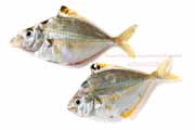 ヒイラギ ヒイラギ, Nuchequula nuchalis