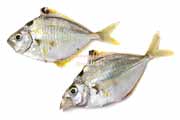 ヒイラギ ヒイラギ, Nuchequula nuchalis
