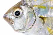 ヒイラギ ヒイラギ, Nuchequula nuchalis