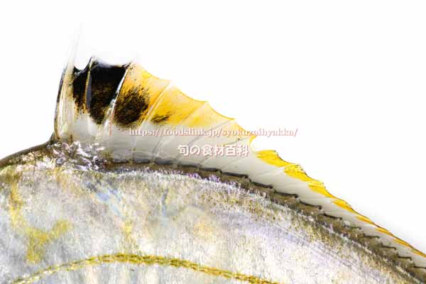ヒイラギ ヒイラギ, Nuchequula nuchalis