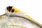 ヒイラギ ヒイラギ, Nuchequula nuchalis