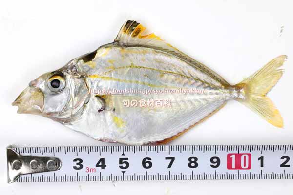 ヒイラギ ヒイラギ, Nuchequula nuchalis