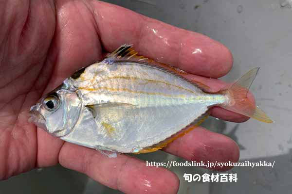 ヒイラギ ヒイラギ, Nuchequula nuchalis