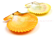 緋扇貝の殻
