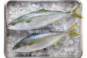 ヒラマサの若魚とイナダ（ブリの若魚）