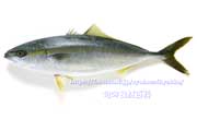 イナダ（ブリの若魚）