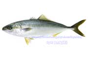 イナダ（ブリの若魚）