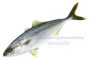 イナダ（ブリの若魚）