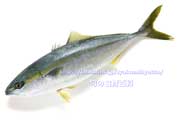 イナダ（ブリの若魚）