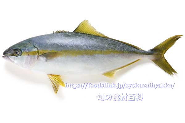 ヒラマサ／平政（ひらまさ）