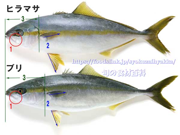 ヒラマサとブリの見分け方 ヒラマサとブリの見分け方 違い