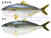 ヒラマサの若魚とイナダ（ブリの若魚）