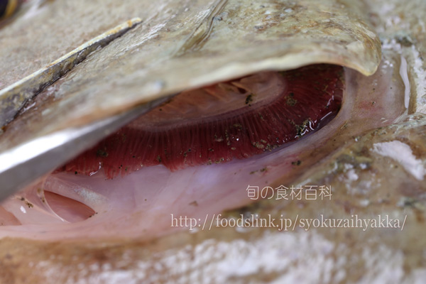 ガンゾウヒラメの鰓,がんぞうひらめ,ガンゾウガレイ