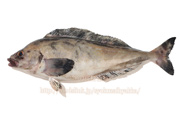 ホッケ（𩸽）Pleurogrammus azonus