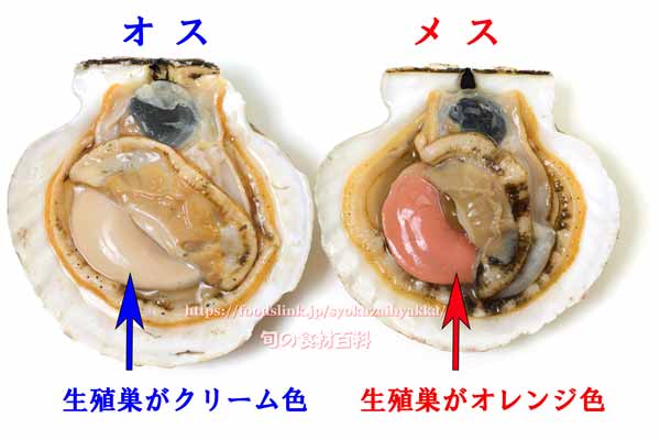 ホタテガイ／ほたて貝／帆立貝 オスとメスの見分け