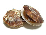 養殖物のホタテ貝