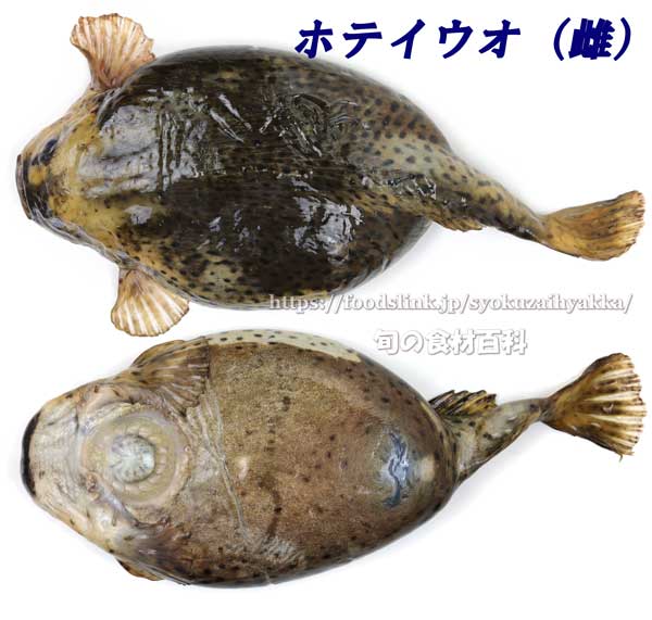 ホテイウオ（ゴッコ）,Aptocyclus ventricosus