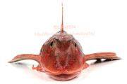 ホウボウ／魴鮄／ほうぼう - Chelidonichthys spinosus -