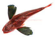 ホウボウ／魴鮄／ほうぼう - Chelidonichthys spinosus -