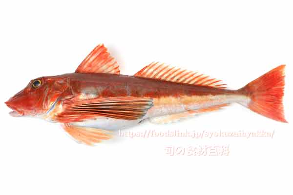 ホウボウ - Chelidonichthys spinosus -