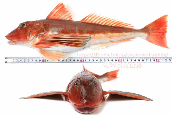 ホウボウ - Chelidonichthys spinosus -