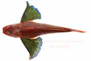 ホウボウ - Chelidonichthys spinosus -