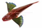 ホウボウ - Chelidonichthys spinosus -