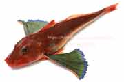 ホウボウ - Chelidonichthys spinosus -