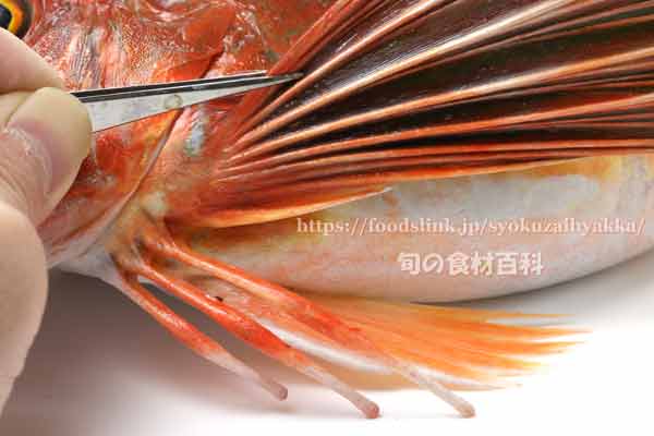 ホウボウ - Chelidonichthys spinosus -