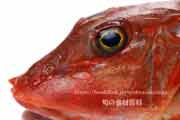 ホウボウ - Chelidonichthys spinosus -