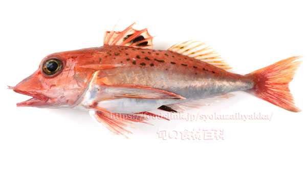 ソコホウボウ- Pterygotrigla hemisticta - ソコホウボウ- Pterygotrigla hemisticta -