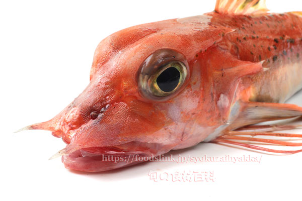 ソコホウボウの顔つき- Pterygotrigla hemisticta - ソコホウボウ- Pterygotrigla hemisticta -