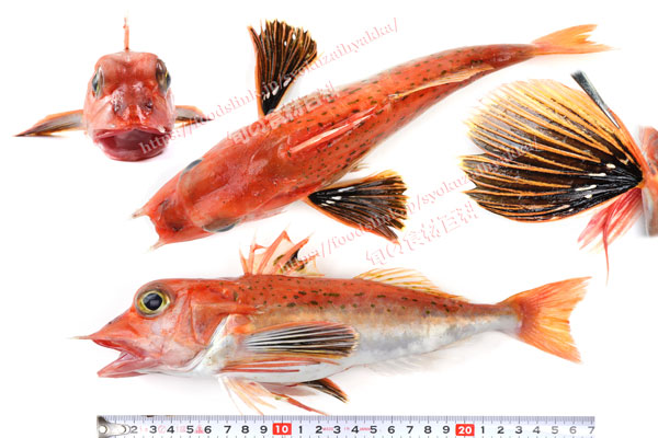 色々な角度から見たソコホウボウ- Pterygotrigla hemisticta - 色々な角度から見たソコホウボウ- Pterygotrigla hemisticta -