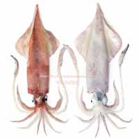 ケンサキイカ（剣先烏賊） - Uroteuthis edulis -