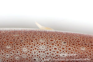 スルメイカの寄生虫ニベリニア