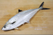 イケカツオ,Doublespotted queenfish,いけかつお,Scomberoides lysan,イケガツオ