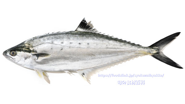 イケカツオ,Doublespotted queenfish,いけかつお,Scomberoides lysan,イケガツオ