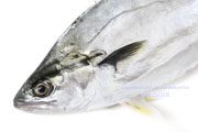 イケカツオ,Doublespotted queenfish,いけかつお,Scomberoides lysan,イケガツオ