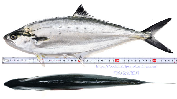 イケカツオ,Doublespotted queenfish,いけかつお,Scomberoides lysan,イケガツオ