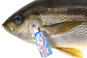 タグ付きのイサキ／鶏魚／伊佐木