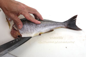 イサキ／鶏魚／伊佐木：さばき方　三枚におろす